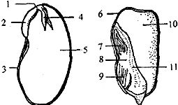 观察种子的结构实验视频,结构实验视频深度解析